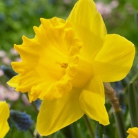 Narcissus-Dutch-Mfster