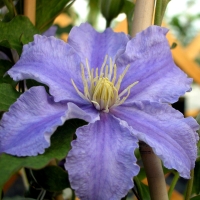 Fryderyk-Chopin Fryderyk-Chopin