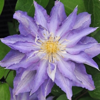 Clematis Thyrislund Clematis Thyrislund