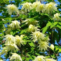Clematis-Lemon-Dream Clematis-Lemon-Dream