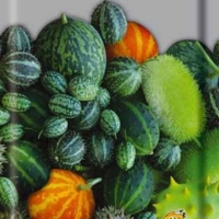 �������� ������ ������