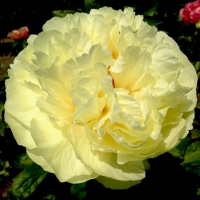 Paeonia hybride Lemon Chiffon / ���� ���������� ������ ����� ������