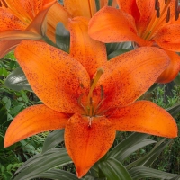 фоксли фоксли