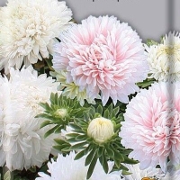 Астра Аполлония Крем-брюле Астра Аполлония Крем-брюле