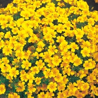 FLSTAG3279rt_3