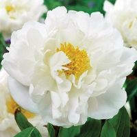 Paeonia-Miss-America