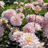 ���� ����