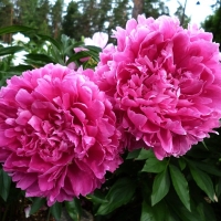 thumb_4689_600_600_0_0_crop