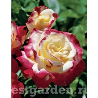 Double Delight Double Delight