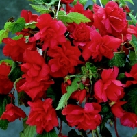 Begonia-Pendula-Donkerrood