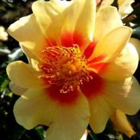 Rose-Eye-of-the-Tiger Rose-Eye-of-the-Tiger