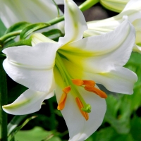 Regale-Album Regale-Album