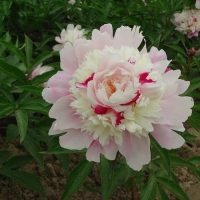 Yan zhi dian yu  ���������� �������3