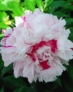 Fen chi jin yu  Весенний Снег Fen chi jin yu  Весенний Снег