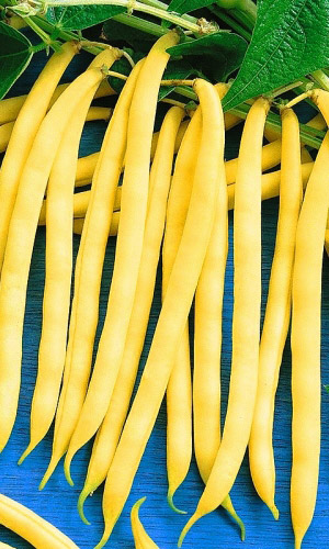 ������ �������� ������