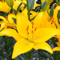 Yellow-County Yellow-County