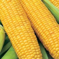 �������� �������� �������� ����� F1