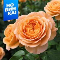 капри6 капри6