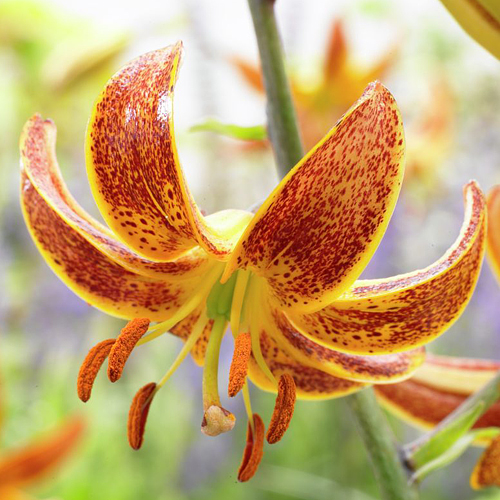 20227_Lilium-Sunny-Morning_visi63442 20227_Lilium-Sunny-Morning_visi63442