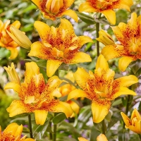 kbkbz lf,k kbkbz lf,k