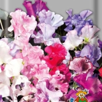 �������� ������� ������ ������� ����