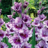 f1_c0f71b2b-cb2e-4c9e-b190-fe712b471d5b