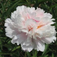 Fen zhu pan  Розовый Жемчуг 2 Fen zhu pan  Розовый Жемчуг 2