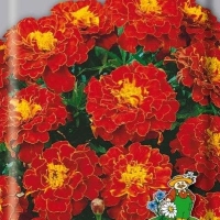 НоменклатураПрисоединенныеФайлы НоменклатураПрисоединенныеФайлы