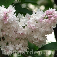Syringa-vulgaris-Krasavitsa-Moskvy