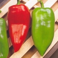 тамара тамара