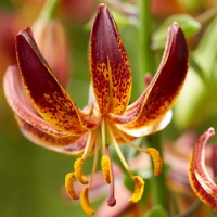 20212_Lilium-Arabian-Knight_visi140667