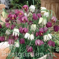 Fritillaria-meleagris-mix