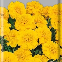 Бархатцы Хохлома Жёлтые Бархатцы Хохлома Жёлтые