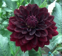 ���� �������1c