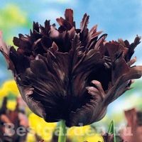 Tulipa-black-parrot