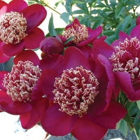 Paeonia-Nippon-Beauty2 Paeonia-Nippon-Beauty2