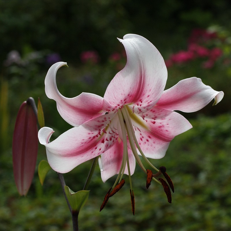 f1_81cffe20-79d1-42fa-84d2-0da4b8a3beca