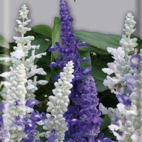 �������������������������������