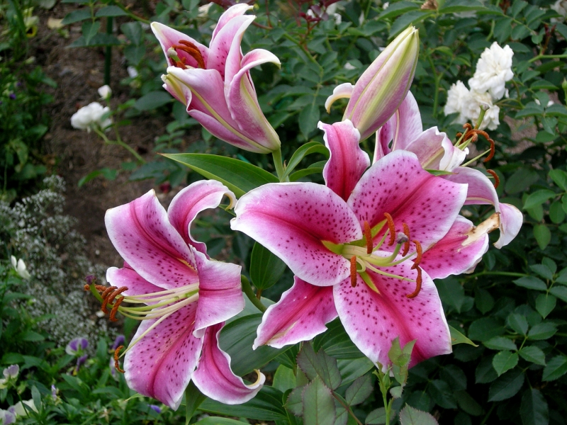 f1_9501bd34-fcd3-4ed3-a99e-0a16fb812c61