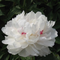 ������� ������