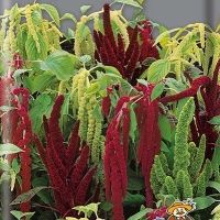 ������� ����� �����