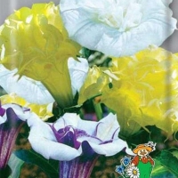 �������������������������������