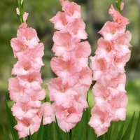 ��������� �������