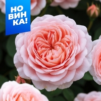 мерхенцаубер мерхенцаубер