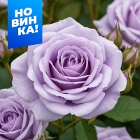 �������� ��������