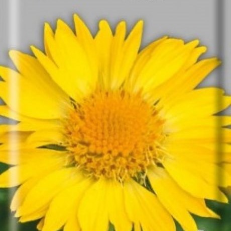 Гайлардия Янтарь Гайлардия Янтарь