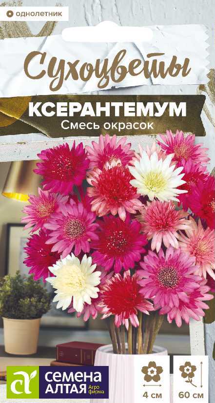ксерантемум4 ксерантемум4