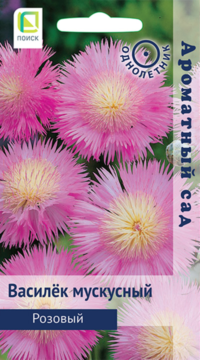 vasilek_muskusniy_rozoviy vasilek_muskusniy_rozoviy