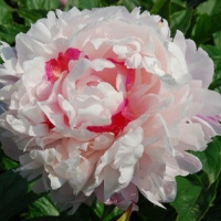 Fen chi jin yu  Весенний Снег 1 Fen chi jin yu  Весенний Снег 1