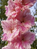 ���� ��������